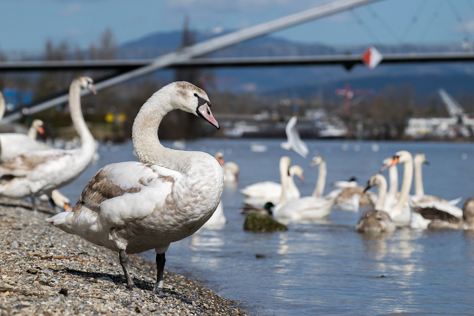 Flughafentransfer Huningue Frankfurt – Huningue